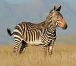 Bow hunting zebra