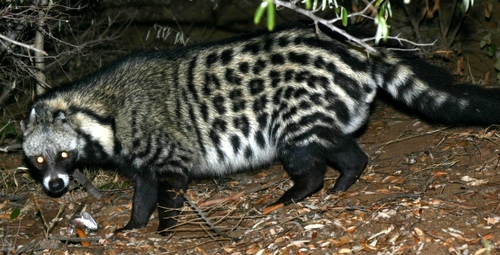 Civet Hunting