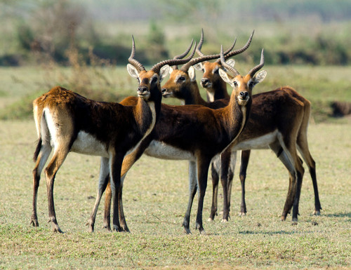 Lechwe Hunting