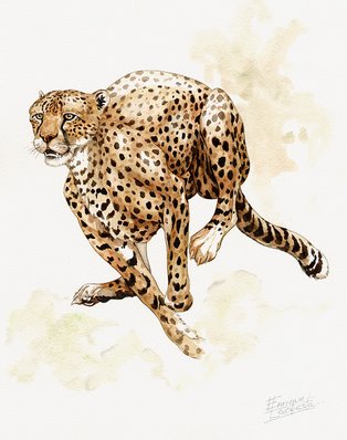 Cheetah Watercolor Gallery | African Wildlife Watercolor Art