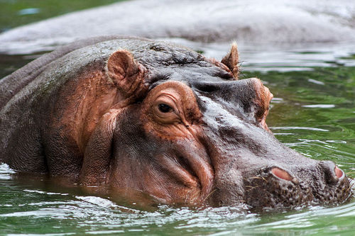 Hippo Hunting