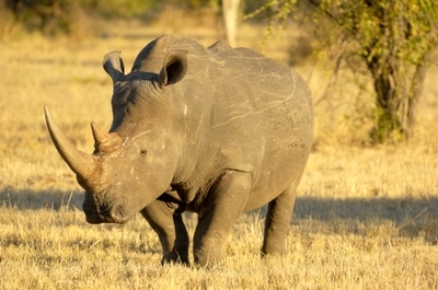 Rhino Hunting